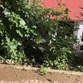 IMG 9177